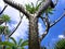 Y Shape Pointy Spiky Cactus in Blue Sky