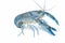 Yabbie Crayfish in fighting position,Blue crayfish