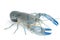 Yabbie Crayfish in fighting position,Blue crayfish