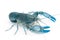 Yabbie Crayfish in fighting position,Blue crayfish