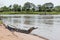 Yacare caiman on beach with passing boat