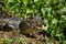 Yacare Caiman in the Brazil Pantanal