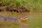 Yacare Caiman, Caiman Crocodilus Yacare Jacare, Cuiaba river, Pantanal, Porto Jofre, Mato Grosso, Brazil