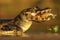 Yacare Caiman, crocodile with fish in with evening sun, Pantanal, Brazil