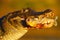 Yacare Caiman, crocodile with fish in muzzle with evening sun, detail portrait of animal in the nature habitat, action feeding