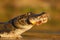 Yacare Caiman, crocodile with piranha fish in with evening sun, Pantanal, Brazil