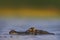 Yacare Caiman, hidden portrait of crocodile in the blue water surface with evening sun, Pantanal, Brazil