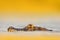 Yacare Caiman, hidden portrait of crocodile in the blue water surface with evening sun, Pantanal, Brazil. Danger animal in the wat