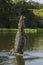 Yacare caiman leaping out of water