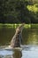 Yacare caiman leaping out of water