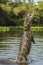 Yacare caiman leaping out of water