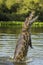 Yacare caiman leaping out of water