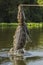 Yacare caiman leaping out of water