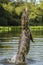 Yacare caiman leaping out of water