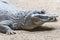 Yacare Caiman staying still on the sand