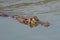 Yacare caiman swimming through calm green water