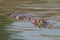 Yacare caiman swimming through green rippled water