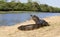 Yacare caiman walking on a sandy river bank