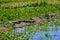 Yacare Caymans, Caiman Crocodilus Yacare Jacare, in the grassland of Pantanal wetland, Corumba, Mato Grosso Sul, Brazil