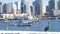 Yacht in marina, downtown city skyline, San Diego cityscape, California. Pelican