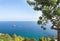 Yacht in the mediterranean turquoise waters of Ibiza and a carob tree