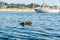 Yachting in Morro Bay harbor. Meeting with sea otter. Morro Bay, California Coastline