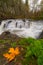 Yacolt creek falls in fall season