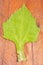 Yacon organic leaf - Smallanthus sonchifolius