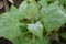 Yacon plant cultivated in garden under bright daylight