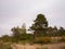 Yagry in Severodvinsk. Unique pine forest. white sea coast. sea tide