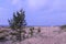 Yagry in Severodvinsk. Unique pine forest. white sea coast. sea tide