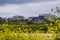 Yahoo office buildings on the shoreline of San Francisco bay on a cloudy spring day, wild mustard blooming on the levees,