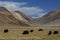 Yak along way to Pangong Lake (Pangong Tso).