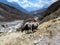 Yak animals mountain caravan in Himalayas