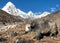 Yak, bos grunniens bos mutus, on the way to Everest base camp and mount Pumo ri - Nepal himalayas mountains