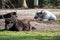 Yak, Bos mutus grunniens in the zoo