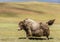 Yak Bull Steppe Mongolia