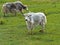 Yak calf grazing on a pasture