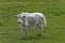 Yak calf grazing on a pasture