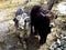 Yak calfs in remote Shimshal village, Karakoram, Northern Pakistan