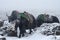 Yak caravan going from Everest Base Camp, Nepal