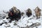 Yak caravan going from Everest Base Camp in snowstorm, Nepal