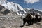 Yak caravan going to Everest Base Camp