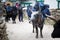 Yak carrying tourist bags load.