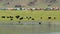 Yak Cattle Crossing the River`s Waters in the Mongolian Meadows