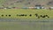 Yak Cattle Crossing the River`s Waters in the Mongolian Meadows