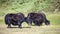 Yak cows with a calf graze on a green meadow