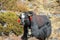 Yak domestic animal in Himalaya village