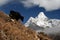 Yak facing Ama Dablam