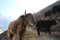 Yak family in Himalayas on footpath leading to Everest